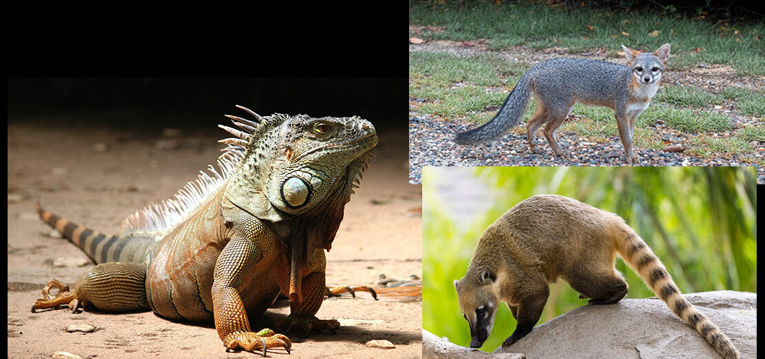 Animals at Naia