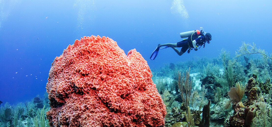 Great Dive sites neat Placencia Belize